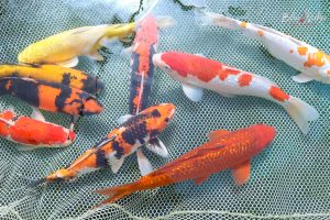 Big Koi are here!