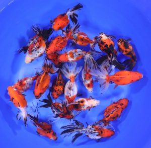 Large Calico Ryukin Goldfish from Blue Ridge Koi