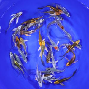 Skeleton Butterfly Koi 3-4"