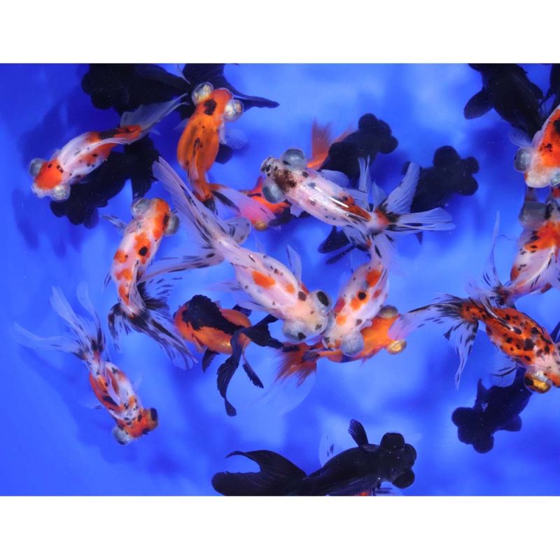 Mixed Telescope Eye Fantail Goldfish MD - Image 2