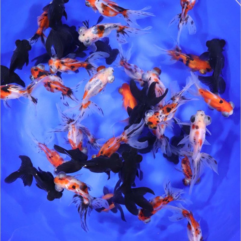 Mixed Telescope Eye Fantail Goldfish MD - Image 3