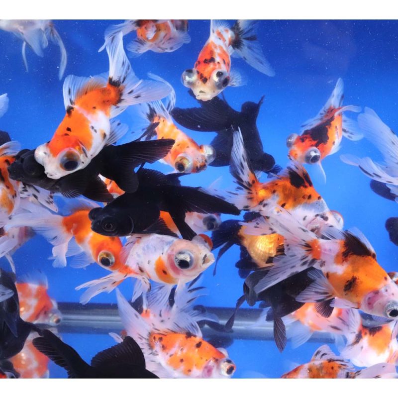 Mixed Telescope Eye Fantail Goldfish MD - Image 4
