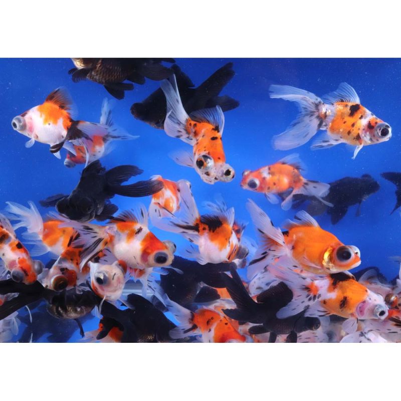 Mixed Telescope Eye Fantail Goldfish MD - Image 5