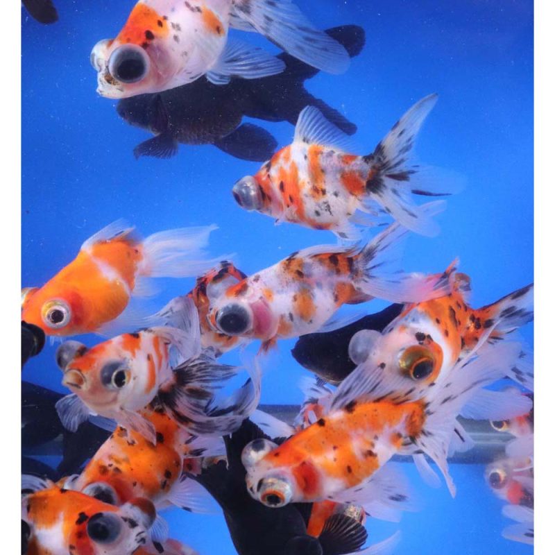 Mixed Telescope Eye Fantail Goldfish MD - Image 6