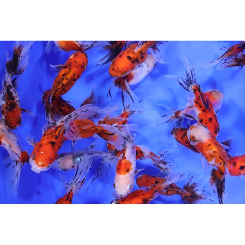 Calico Fantail Goldfish MD - Image 2