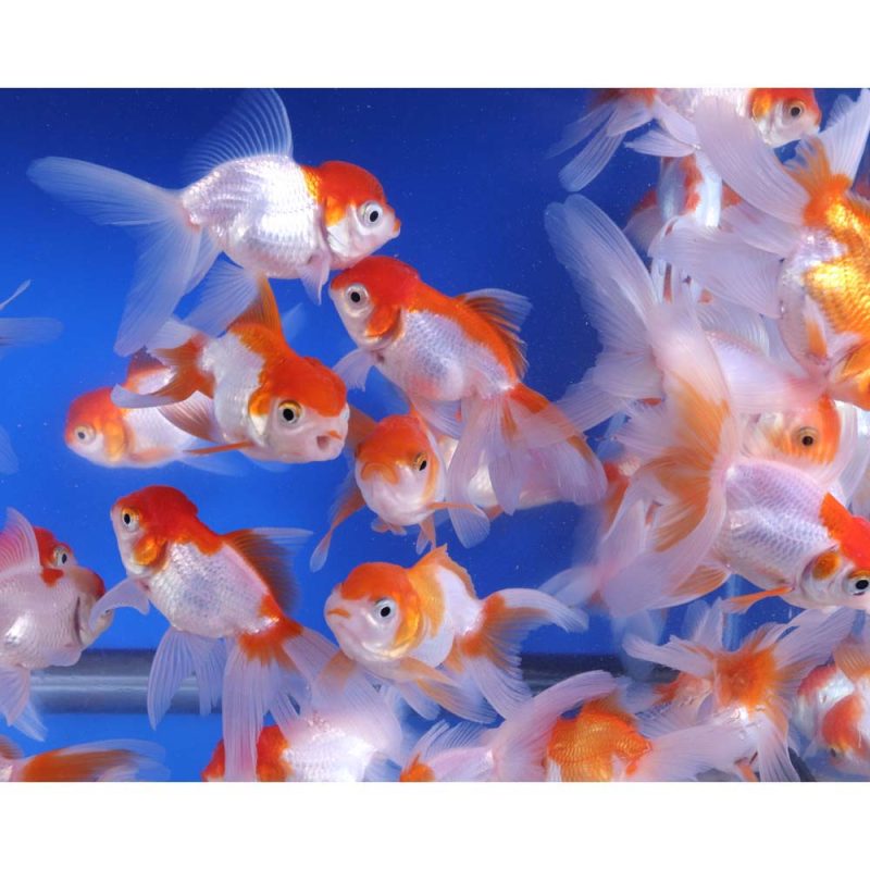 Red and White Oranda Goldfish MD - Image 2