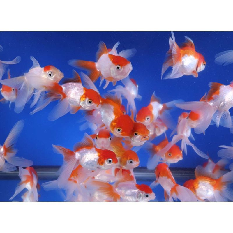 Red and White Oranda Goldfish MD - Image 3