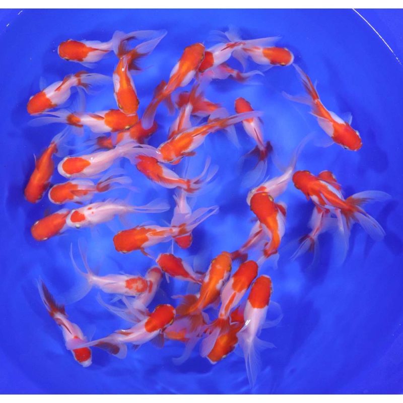 Red and White Oranda Goldfish MD - Image 4
