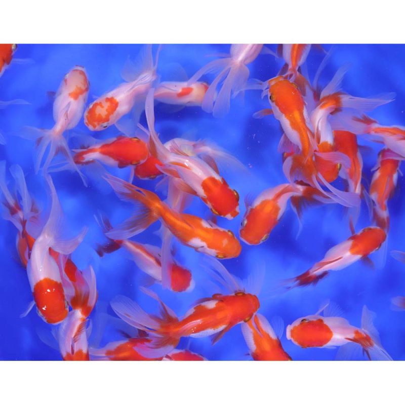 Red and White Oranda Goldfish MD - Image 5