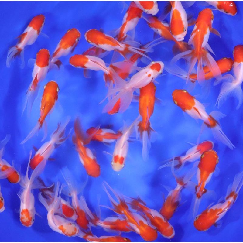 Red and White Oranda Goldfish MD - Image 6