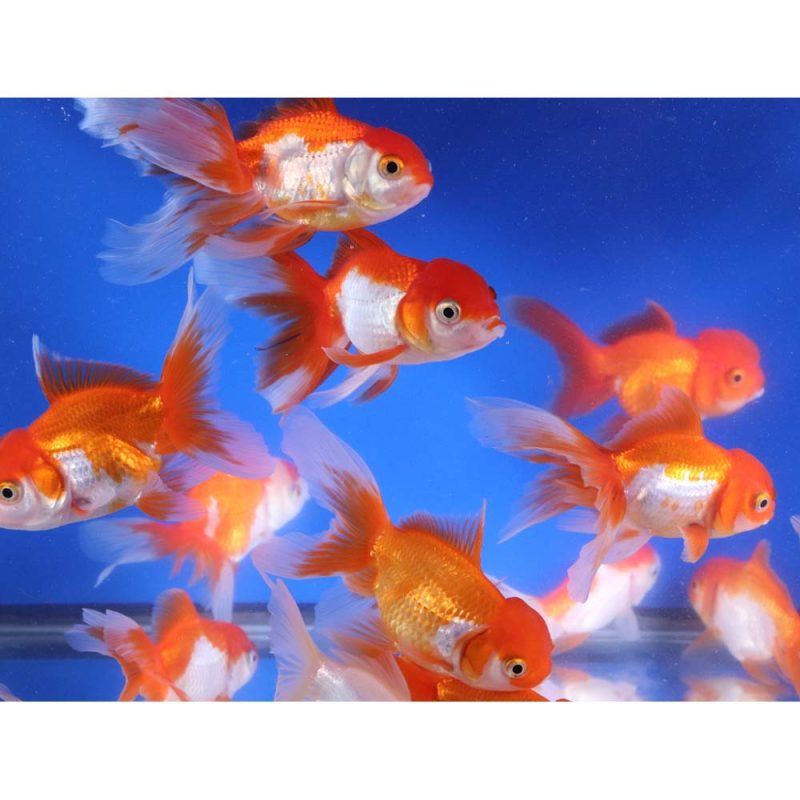 Red and White Oranda Goldfish LG - Image 2