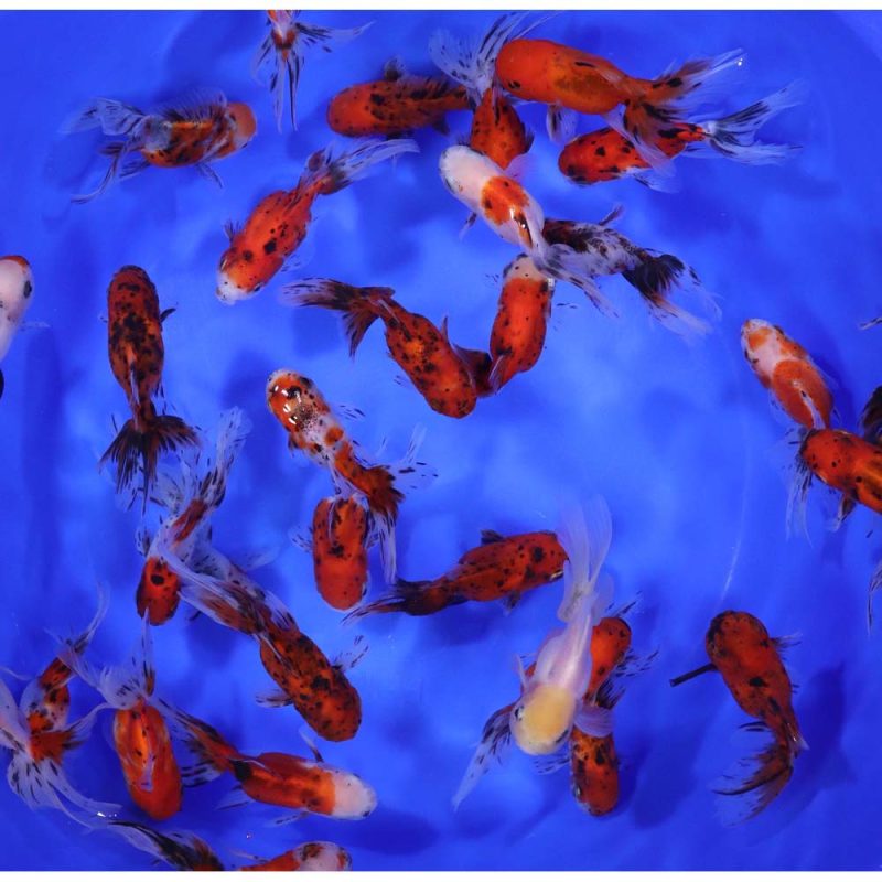 Calico Fantail Goldfish MD - Image 3