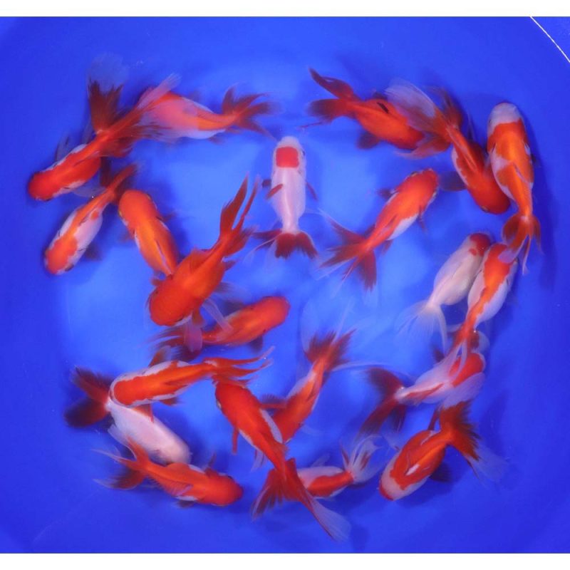 Red and White Oranda Goldfish LG - Image 3