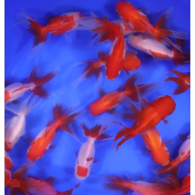 Red and White Oranda Goldfish LG - Image 4