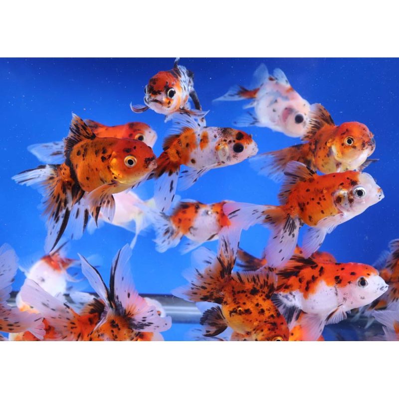 Calico Fantail Goldfish MD - Image 4
