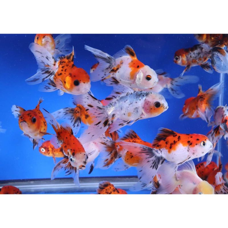 Calico Fantail Goldfish MD - Image 6