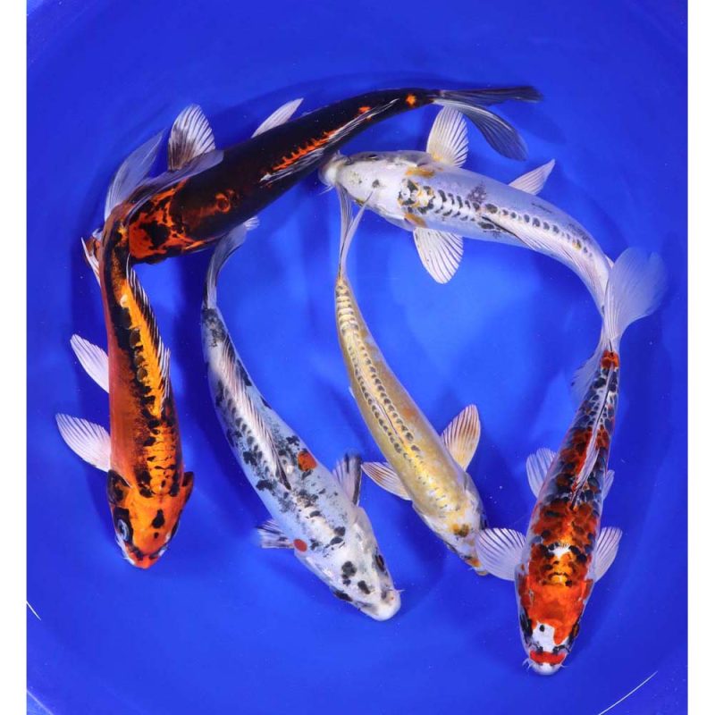 Skeleton Koi Mix 8-10" - Image 5