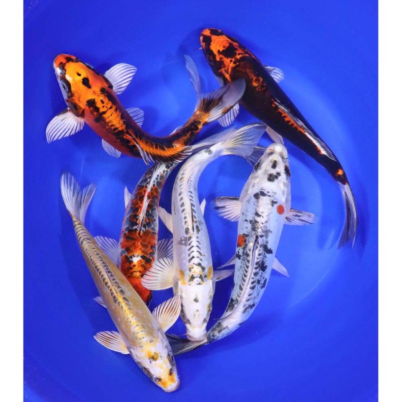 Skeleton Koi Mix 8-10" - Image 2