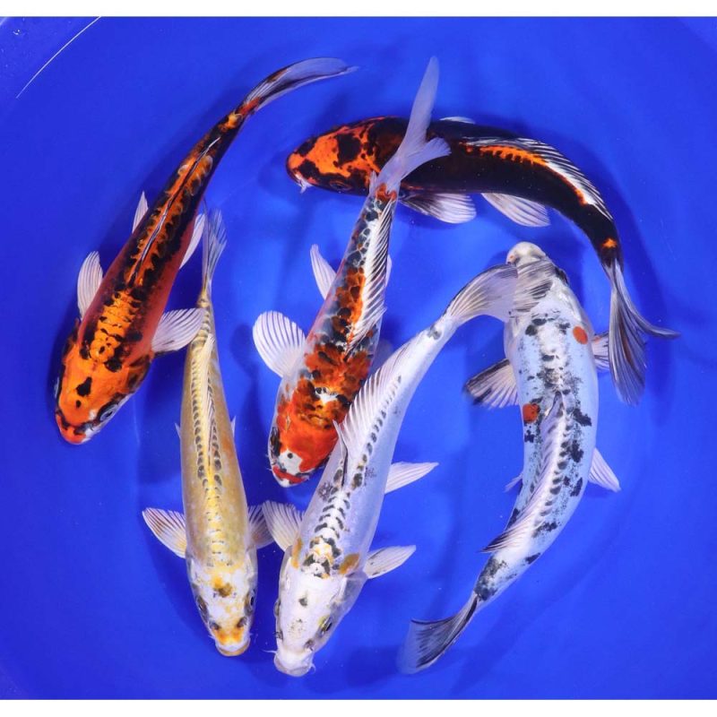 Skeleton Koi Mix 8-10" - Image 3