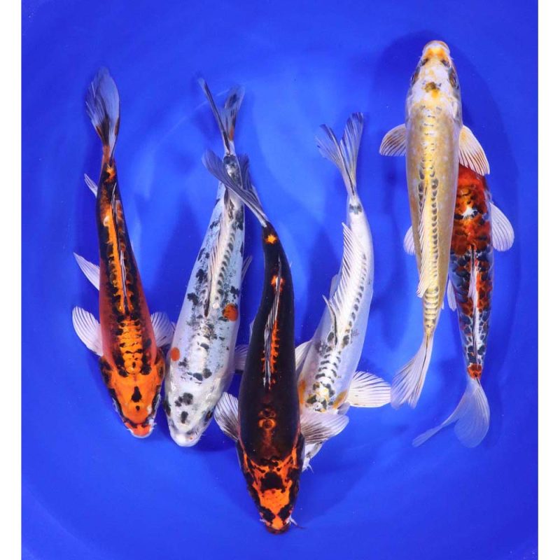 Skeleton Koi Mix 8-10" - Image 4