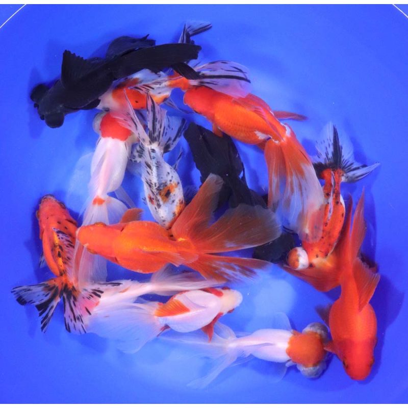 Mixed Fancy Goldfish JUMBO - Image 2