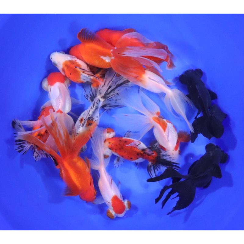 Mixed Fancy Goldfish JUMBO - Image 3