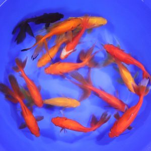 Wakin Goldfish Mixed XL