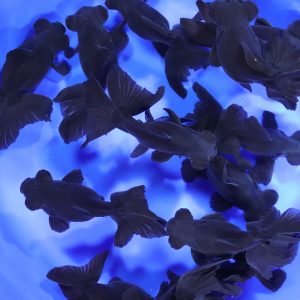 Black Butterfly Fantail Goldfish XL