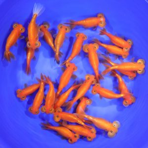 Red Bubble Eye Goldfish LG