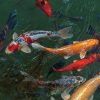 How Many Koi Can I Keep In My Pond? Koi in water