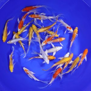 Sunshine Mix Butterfly Koi 4-5"