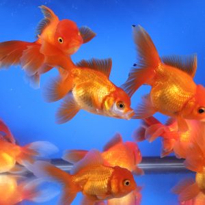 Red Oranda Goldfish LG