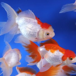 Red and White Oranda Goldfish XL