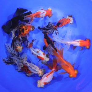Mixed Butterfly Fantail Goldfish JUMBO