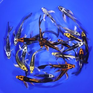 Kabuto Butterfly Koi 4-5"