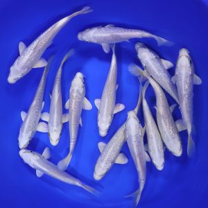 Platinum Ogon Koi 6-7"